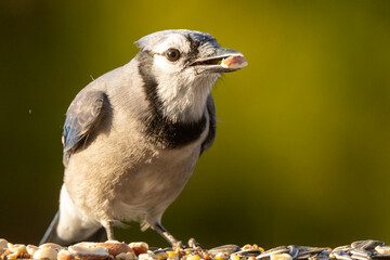 blue jay bird with peanut