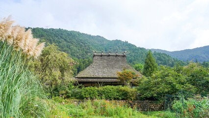 Fototapeta na wymiar 満開のカラフルなコスモスと古い茅葺屋根の家のコラボ情景