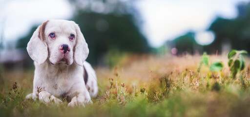 A cute white fur beagle dog,a special type of beagle, is lying on the grass field ,shallow depth of field bokeh background,photo idea for use as  background.