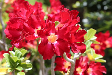 Red bignonia or desert rose or Adenium obesum or Mock Azalea or Red bignonia or Impala lily or Red flowers