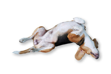 A cute tri-color beagle dog lying isolated on white background. Include clipping path.
