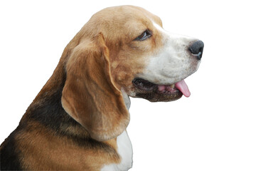 A cute tri-color beagle dog smiling isolated on white background, clipping path included.