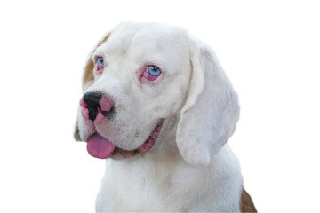 A cute white fur beagle dog smiling isolated on white background, clipping path is included.