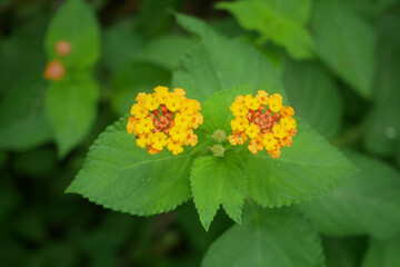 close-up Lantana camara flowers isolated on its tree,the flowers  are yellow and orange.