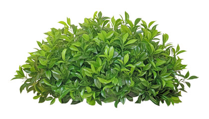 Fototapeta premium green plant isolated on transparent background cutout