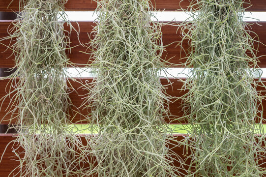 Spanish moss hanging on wooden lath. Spanish moss makes an excellent house plant and is perfect for growing in a light, humid environment.