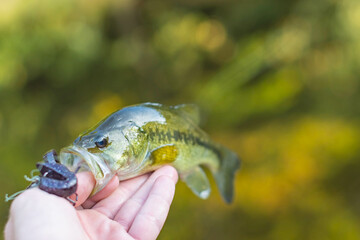 selective focus nice catch largemouth bass copy space image, summer fishing