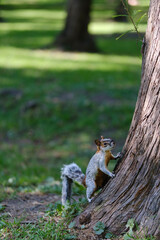 Obraz premium Ardilla trepando árbol
