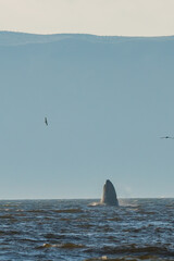 Pacific Ocean and silhouette of a big humpback whale breaching out of water in the ocean