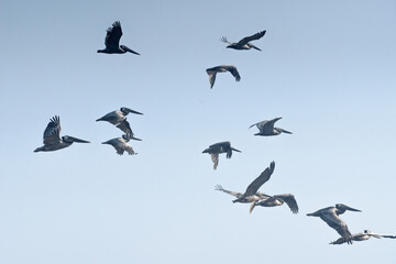 Flock of pelicans agains blue sky background. Motivation, freedom concept, copy space