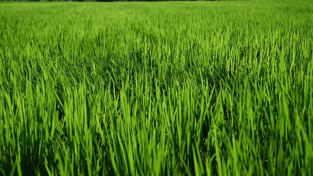 windswept rice field in Fukuoka, japan 4k
