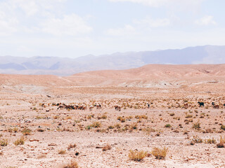 モロッコの荒野
