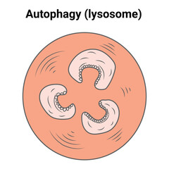 Autophagy Lysosome  Vector Design Illustration