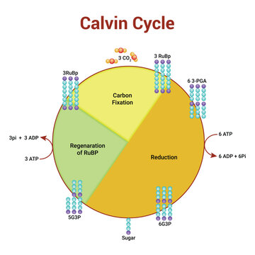 Calvin Cycle Science Vector Design Illustration
