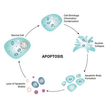 Apoptosis Science Design Vector Illustration