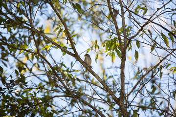 Yellow-Rumped Warbler
