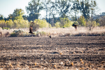 Turkey Vultures Landing