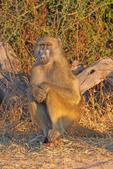 Chacma Baboon in a Pensive Pose