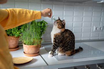 Female gardener plays with cat by parsley, dill. Love affection tenderness for beloved pet, best...