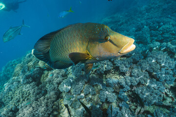 Cheilinus undulatus, maori wrasse humphead fish in australia
