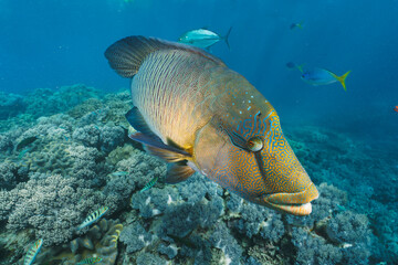 Cheilinus undulatus, maori wrasse humphead fish in australia