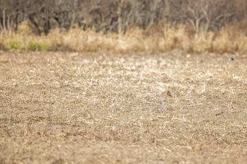 Mourning Dove and Eastern Meadowlark