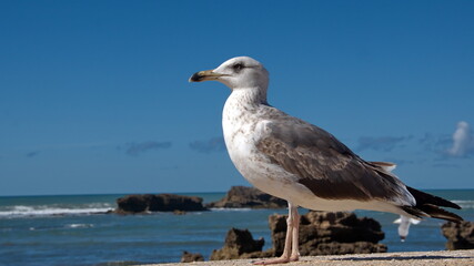 Yellow-legged gull (Larus michahellis) at the harbor in Essaouira, Morocco