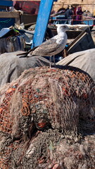 Yellow-legged gull (Larus michahellis) perched on fishing nets on the quay in the harbor in...