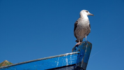 Yellow-legged gull (Larus michahellis) perched on the bow or an artisanal fishing boat at the port...