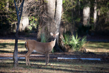 Cautious White-Tailed Doe