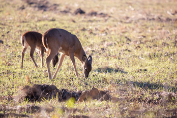 White-Tailed Deer Foraging