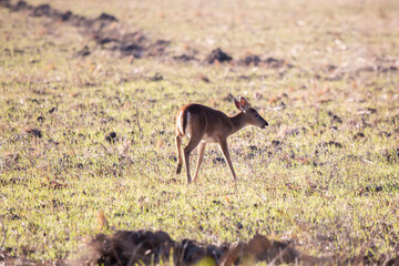 Young White-Tailed Deer