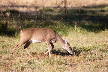 Close up of a Curious Young White-Tailed Buck