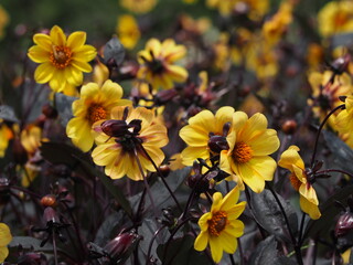 花壇　銅葉ダリア　ブラックナイト