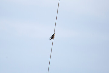 Barn Swallows on a Wire