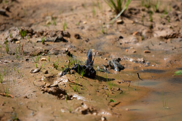 Red-Spotted Purple Butterfly