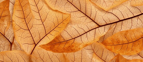 Naklejka na ściany i meble Macro view of dried leaf texture background Skeleton leaf cells branch foliage and autumn leaf veins for banner or card design