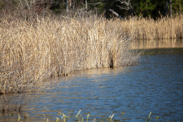 Foliage at the Lake Shore