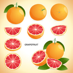 Set of grapefruit  in various styles vector