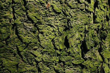 Moss covered rough bark wood pattern of broadleaf tree, sunlit by spring daylight sunshine. 