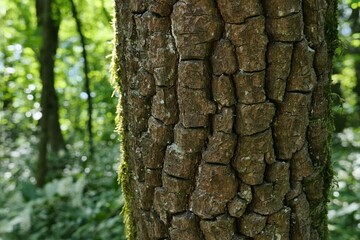 Bark wood texture with tile shaped pattern, possibly of Diospyros genus, slightly covered with...