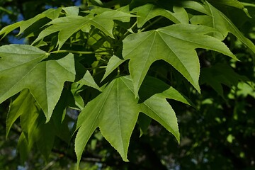 Five lobed leaves of Castor Aralia tree, also called Tree Aralia, latin name Calopanax Pictus, sunlit by spring afternoon sunshine.  - obrazy, fototapety, plakaty