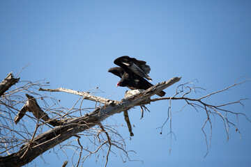 Turkey Vulture Taking Flight