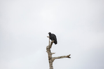 Black Vulture