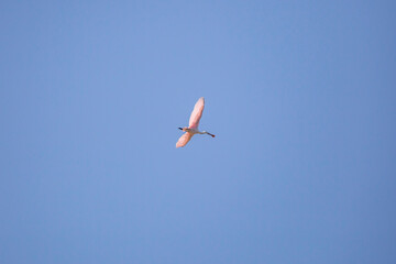 Roseate Spoonbill in Flight