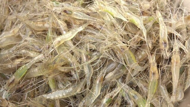 Group of fresh shrimp in the market