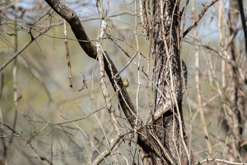 Shy Ruby-Crowned Kinglet