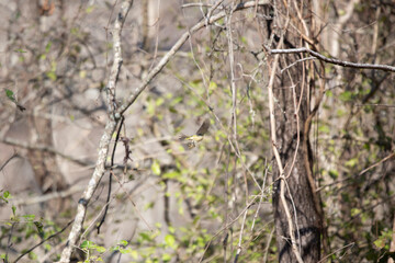 Ruby-Crowned Kinglet in Flight