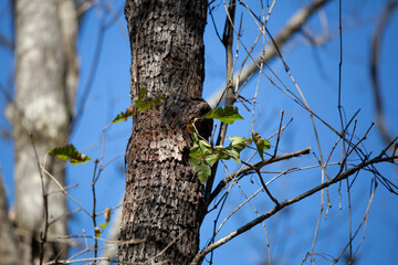 Red Admiral Butterfly
