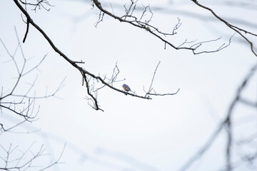 Curious Eastern Bluebird